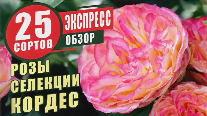 РОЗЫ СЕЛЕКЦИИ КОРДЕС. ЭКСПРЕСС-ОБЗОР 25 СОРТОВ. KORDES ROSES. EXPRESS REVIEW 25 VARIETIES.