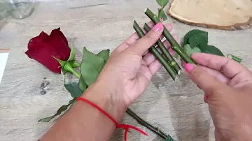Как укоренить розы из букета: АЛОЭ ВЕРА - секрет успеха!