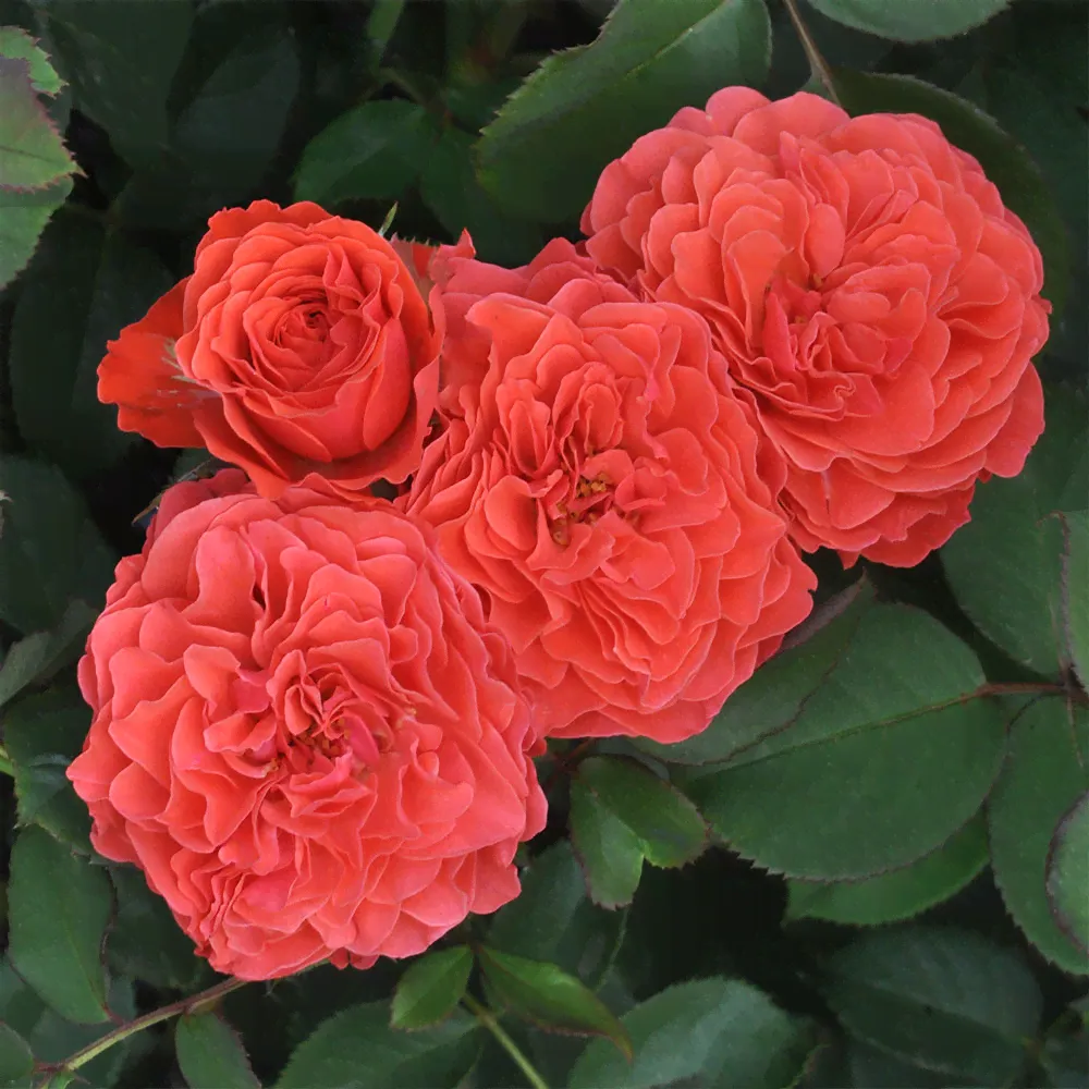Эклат де Кораил(Eclat de Corail)