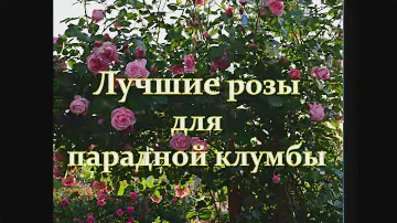 Лучшие розы для парадной клумбы.
