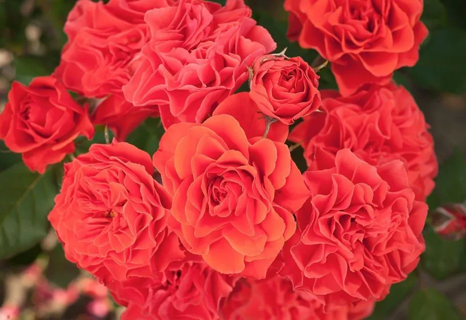 Роза на штамбе Леди оф Белград / Эклад де Кораил Rosa Lady of Belgrade / Eclat de Corail
